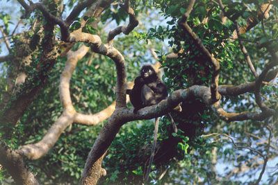 De Kuala Lumpur aux plages de Langkawi 4* pas cher photo 5