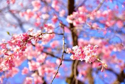 Japon d'hier et d'aujourd'hui pas cher photo 1