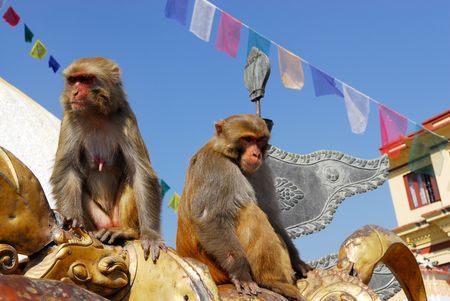 Splendeurs du Népal 12J/10N - 2020 pas cher photo 9