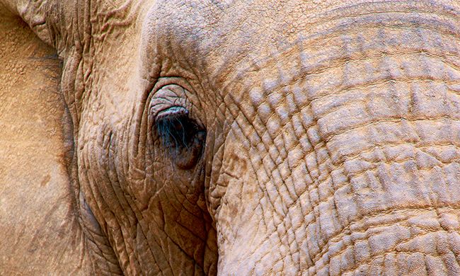 1ER REGARD KENYA pas cher photo 2