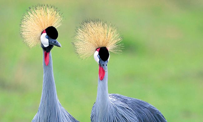 1ER REGARD KENYA pas cher photo 3