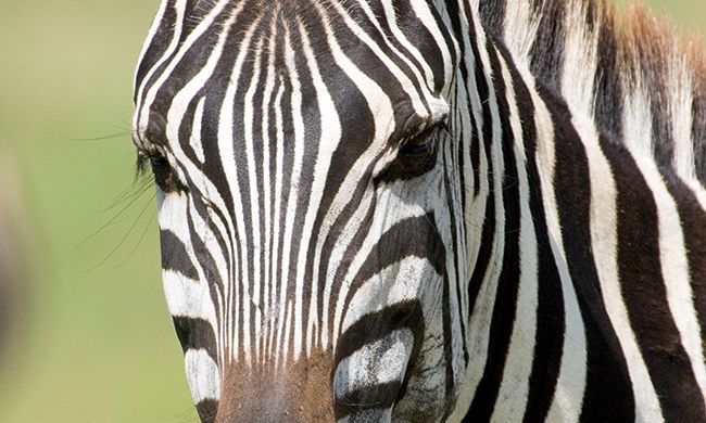 1ER REGARD KENYA pas cher photo 7