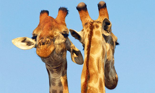 1ER REGARD KENYA pas cher photo 9