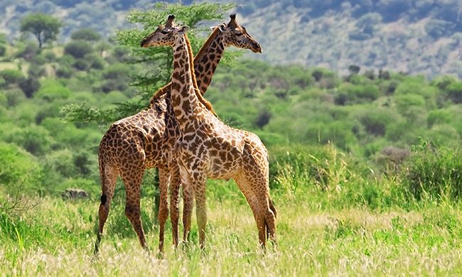 1ER REGARD KENYA pas cher photo 12