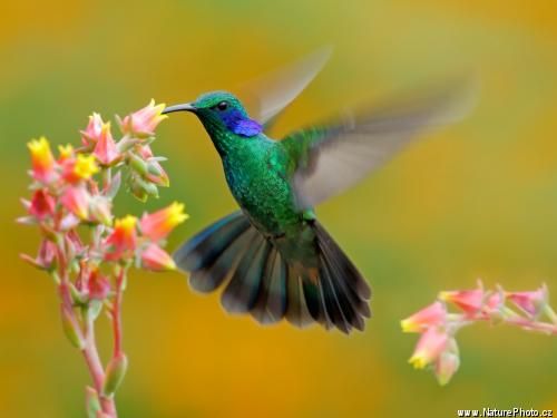 Circuit Beautés du Costa Rica pas cher photo 1