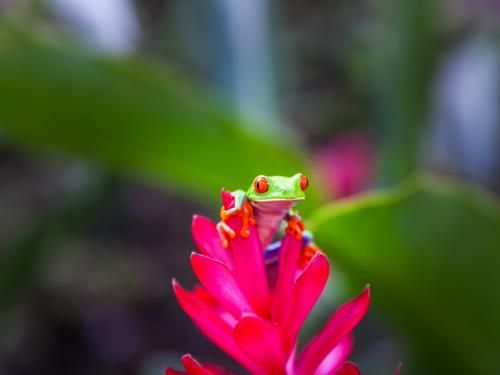 Circuit Beautés du Costa Rica pas cher photo 2