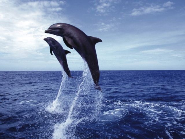 Circuit Oman 7 nuits 3/4* pas cher photo 8