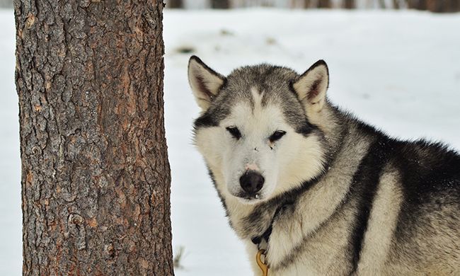 INDISPENSABLE CANADA HIVER - Option n°2 pas cher photo 8