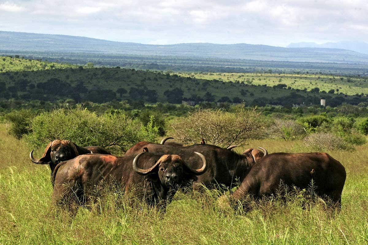 Circuit Safari Big Five pas cher photo 4