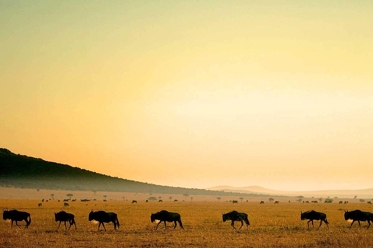 Circuit Safari Big Five pas cher photo 8