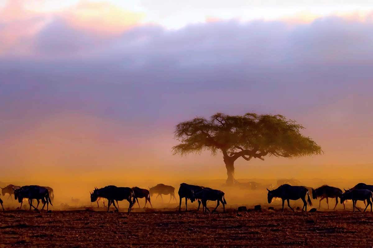 Circuit Safari Jambo pas cher photo 1