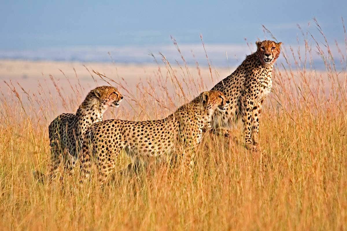 Circuit Safari Jambo pas cher photo 2