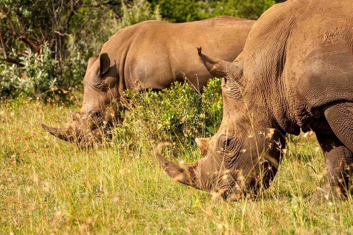 Circuit Safari Jambo pas cher photo 3