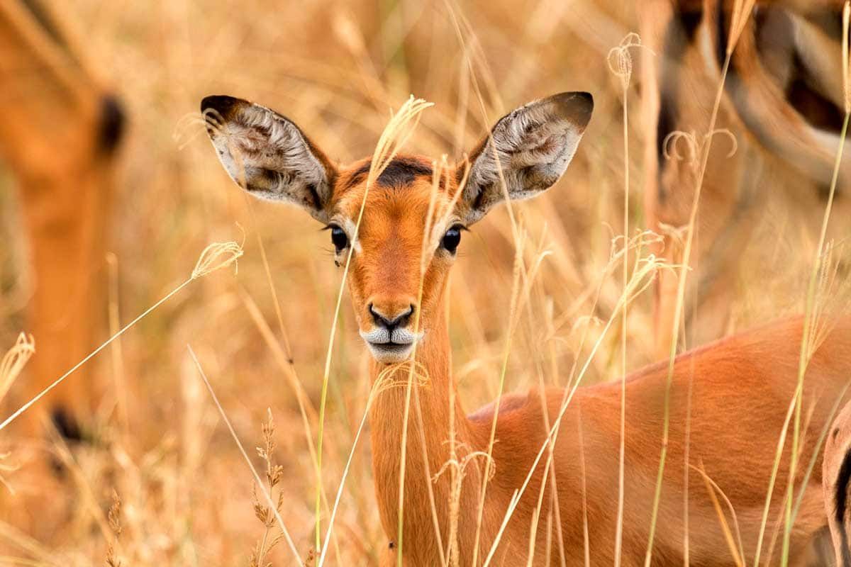 Circuit Safari Jambo pas cher photo 4