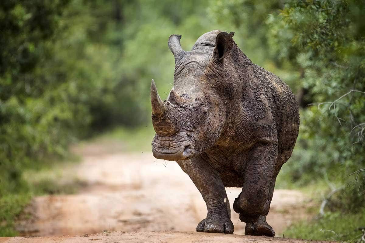 Circuit Sanibona Africa pas cher photo 7