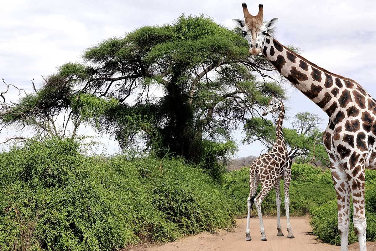 Circuit Sanibona Africa pas cher photo 9