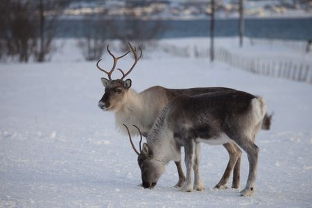 Splendeurs de l'Arctique 7J/6N - 2020 pas cher photo 3