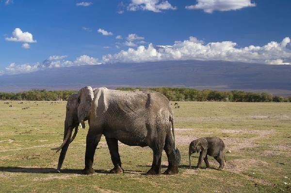Safari Féeries d'Afrique - inclus Amboseli, Lac Nakuru et Masaï Mara pas cher photo 3