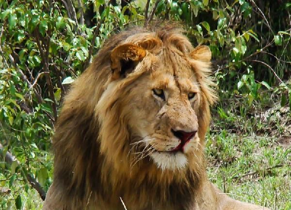 Safari Féeries d'Afrique - inclus Amboseli, Lac Nakuru et Masaï Mara pas cher photo 4