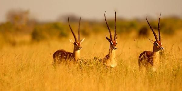 Safari Féeries d'Afrique - inclus Amboseli, Lac Nakuru et Masaï Mara pas cher photo 7