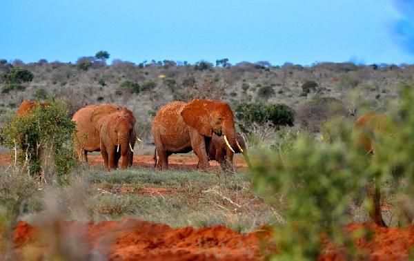 Safari Féeries d'Afrique - inclus Amboseli, Lac Nakuru et Masaï Mara pas cher photo 8