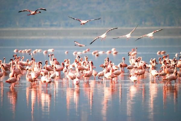 Safari Féeries d'Afrique - inclus Amboseli, Lac Nakuru et Masaï Mara pas cher photo 10