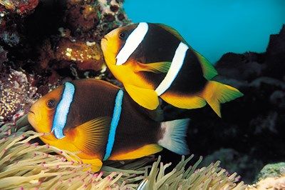 De Manille aux îles de Bohol et Cebu pas cher photo 11