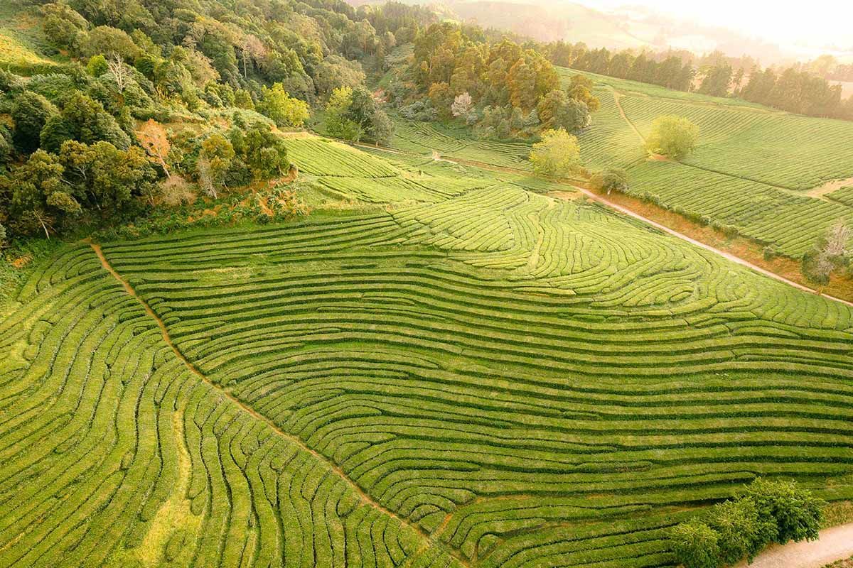 Circuit aux Açores Volcans & Fajãs pas cher photo 7
