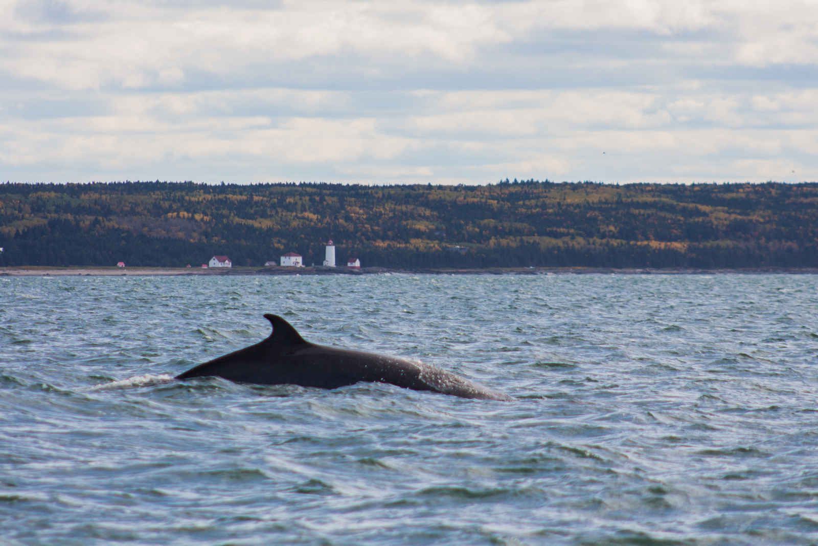 Fantastique Canada pas cher photo 9