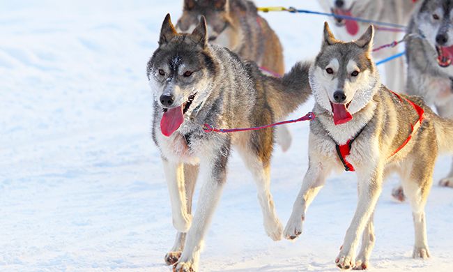 LUMIERES DE LAPONIE - KITTILA pas cher photo 5
