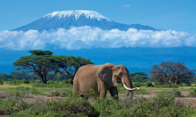 INDISPENSABLE KENYA pas cher photo 1