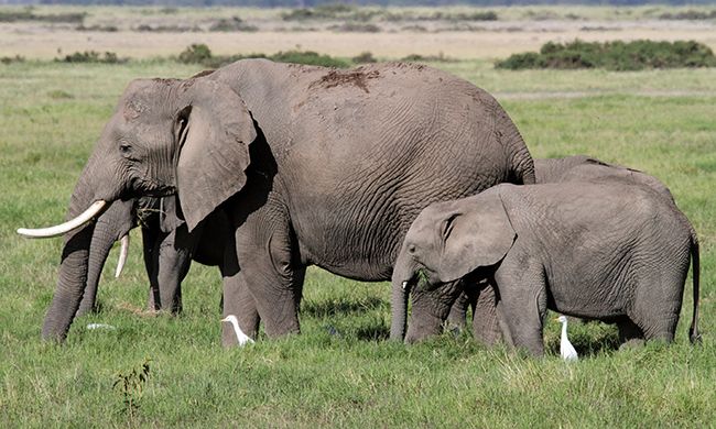 INDISPENSABLE KENYA pas cher photo 3