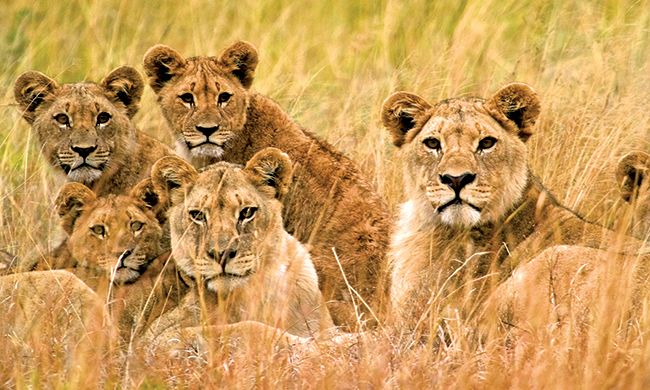 INDISPENSABLE KENYA pas cher photo 9