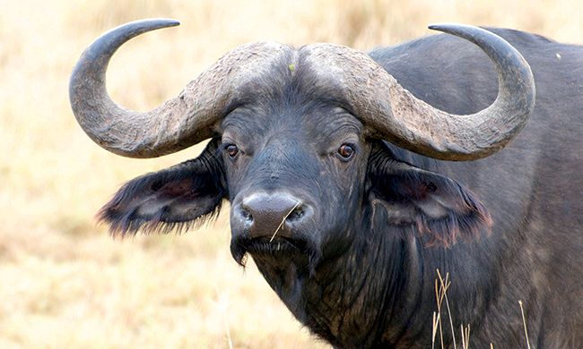 INDISPENSABLE KENYA pas cher photo 10