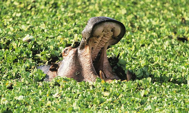 INDISPENSABLE KENYA pas cher photo 11