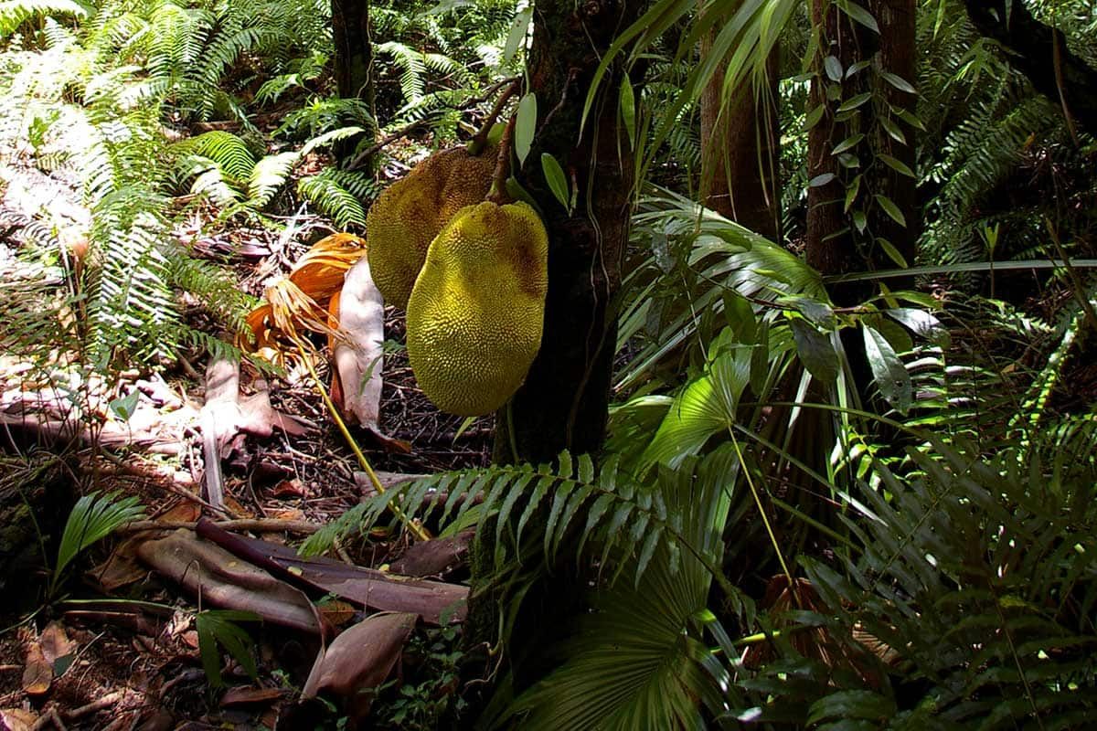 Circuit Bouquet créole pas cher photo 8