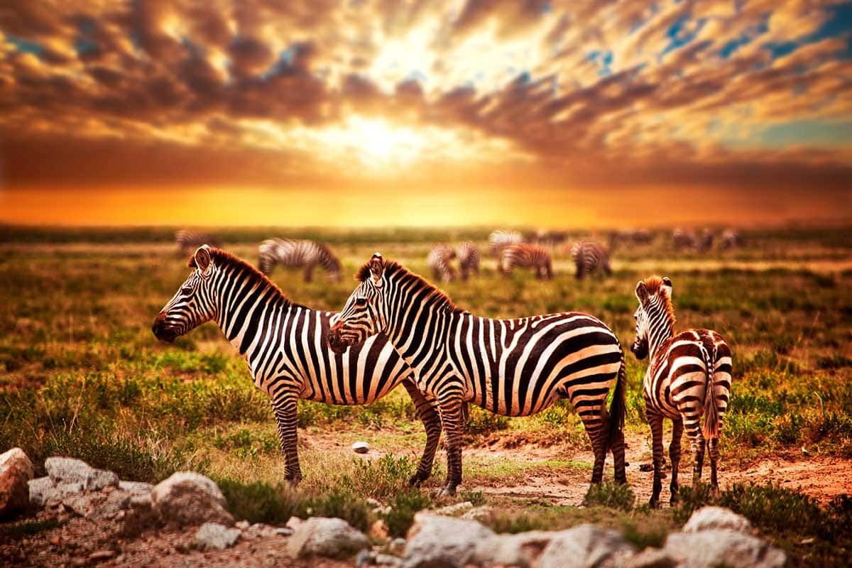 Circuit Safari "Big Five" en 4x4 pas cher photo 1