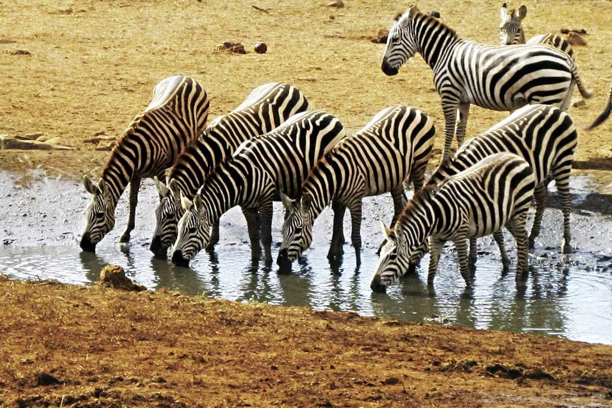 Circuit Safari "Big Five" en 4x4 pas cher photo 5