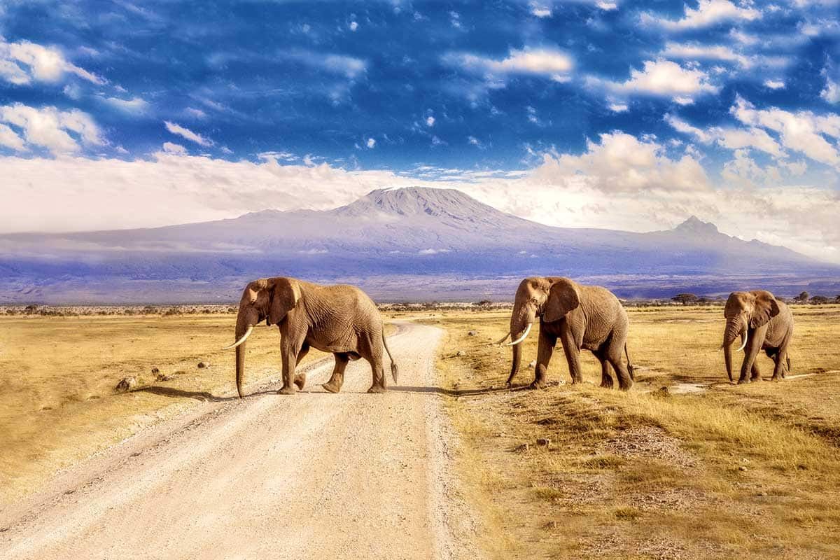 Circuit Safari "Big Five" en 4x4 pas cher photo 7