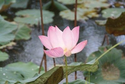 Bali Authentique, en hôtels 3* pas cher photo 1