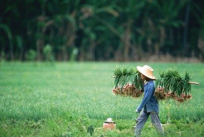Vietnam Insolite pas cher photo 9