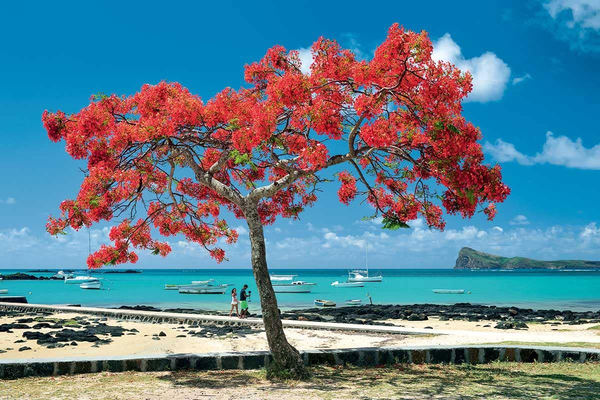 Circuit Otentik Moris pas cher photo 1