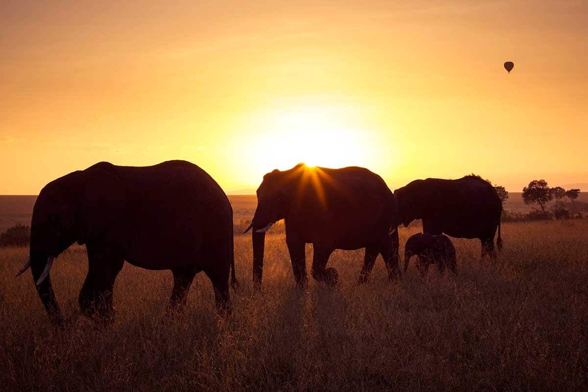 Circuit Safari Kilimandjaro pas cher photo 5