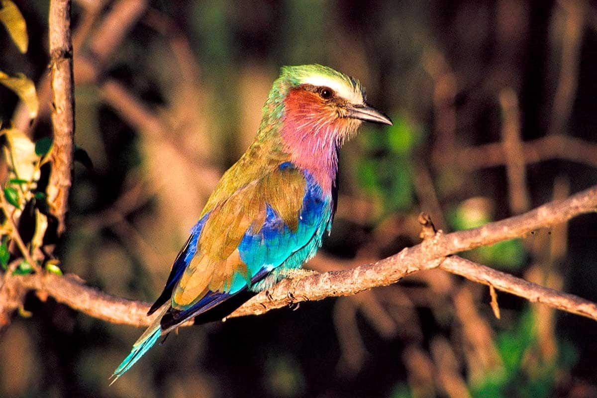 Circuit Safari Kilimandjaro pas cher photo 8