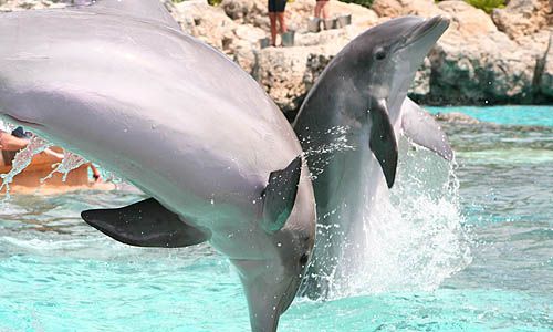 1ER REGARD FLORIDE & BAHAMAS pas cher photo 3