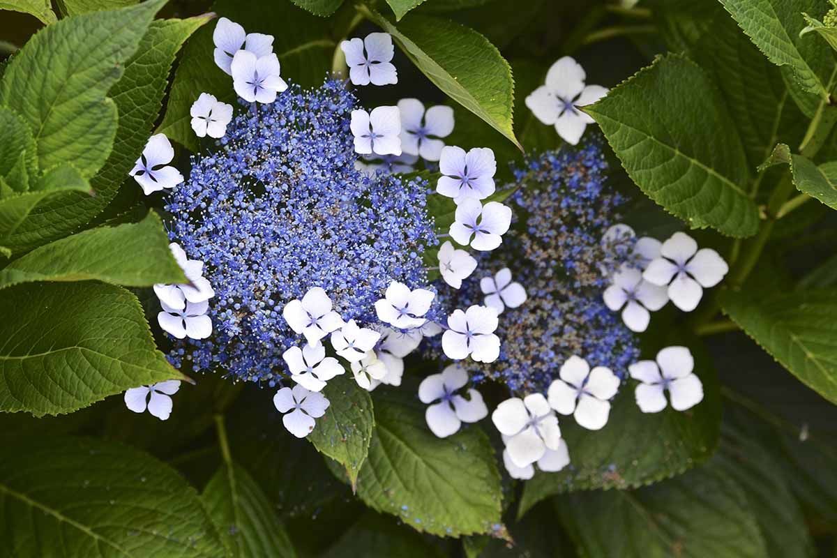 Circuit L'essentiel des Açores pas cher photo 3