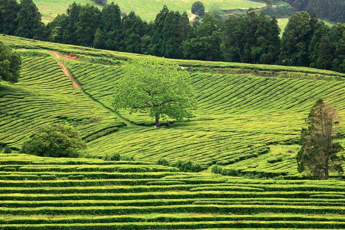 Circuit L'essentiel des Açores pas cher photo 8