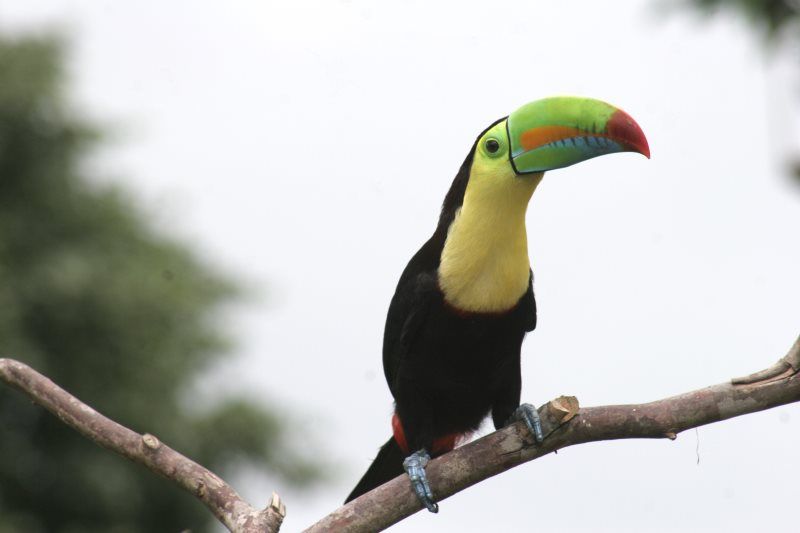 TENTATRICE NATURE pas cher photo 1