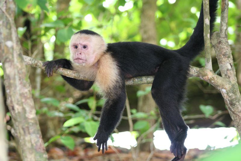 TENTATRICE NATURE pas cher photo 2