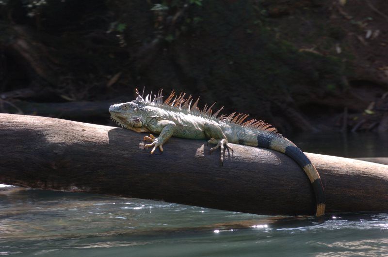 TENTATRICE NATURE pas cher photo 5